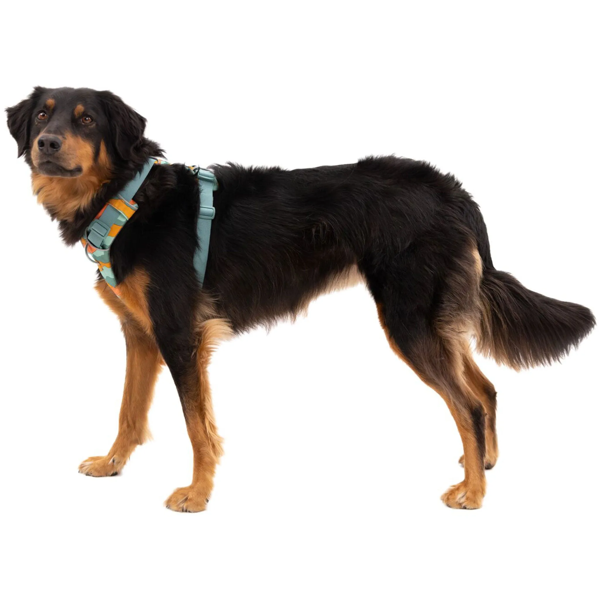 Ruffwear Front Range Harness - Spring Mountains